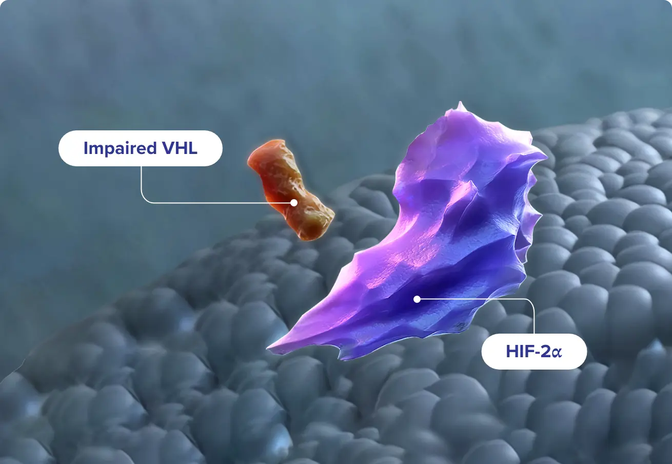 Mechanism of Action for WELIREG™ (belzutifan) HCP