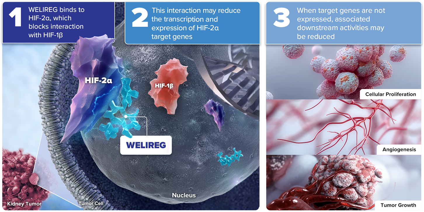 Mechanism of Action for WELIREG™ (belzutifan): WELIREG Binds to HIF-2α, Which Blocks Interaction With HIF-1β and May Reduce Downstream Activities of Cellular Proliferation Angiogenesis, and Tumor Growth