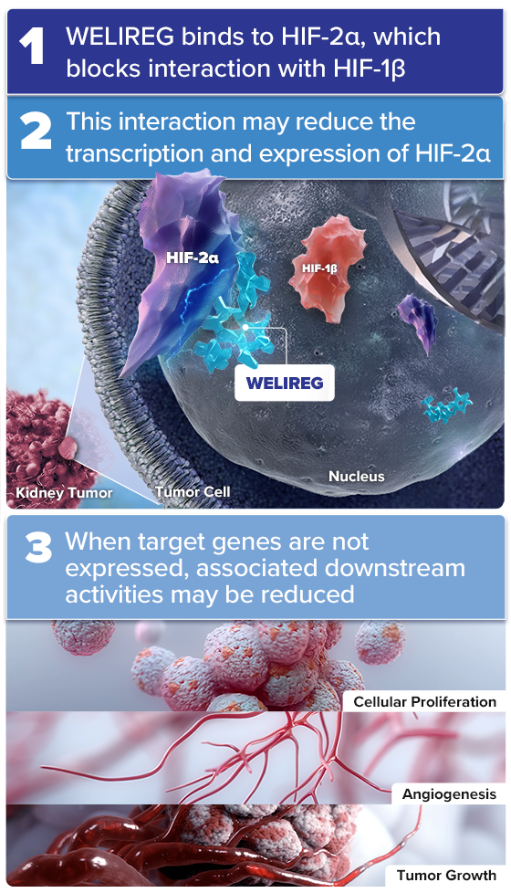 Mechanism of Action for WELIREG™ (belzutifan): WELIREG Binds to HIF-2α, Which Blocks Interaction With HIF-1β and May Reduce Downstream Activities of Cellular Proliferation Angiogenesis, and Tumor Growth
