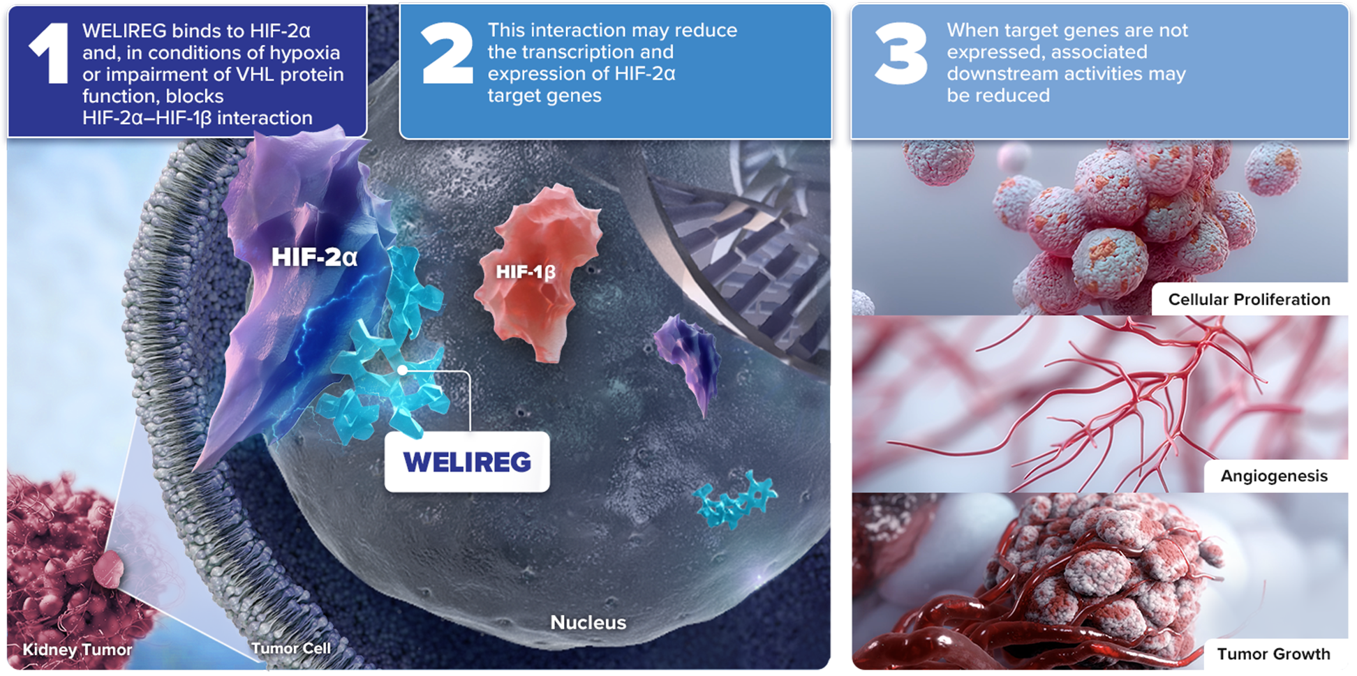 Mechanism of Action for WELIREG™ (belzutifan): WELIREG Binds to HIF-2α, Which Blocks Interaction With HIF-1β and May Reduce Downstream Activities of Cellular Proliferation Angiogenesis, and Tumor Growth